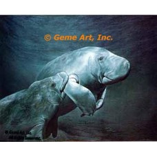Manatee  - #IOR171  -  PRINT