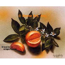 Orange Slice  - #IOR234  -  PRINT
