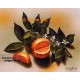 Orange Slice  - #IOR234  -  PRINT