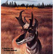 Prong Horned Antelope  - #IOR32  -  PRINT