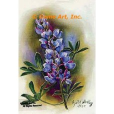 Lupine (Blue Bonnet)  - #IOR45  -  PRINT