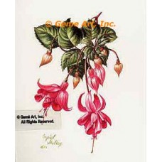 Fuchsia  - #IOR82  -  PRINT