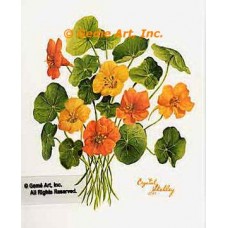 Nasturtiums  - #IOR97  -  PRINT