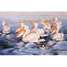 Pelicans  - #UOR13  -  PRINT