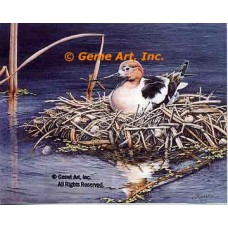 Nesting American Avocet  - #UOR16  -  PRINT
