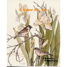 House Sparrow  - #UOR2  -  PRINT