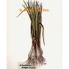 Green Onions  - #TOR219  -  PRINT