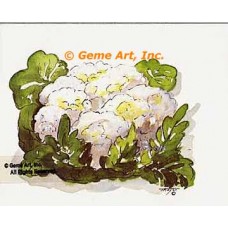 Cauliflower  - #TOR229  -  PRINT