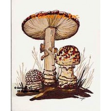 Mushrooms  - #TOR230  -  PRINT