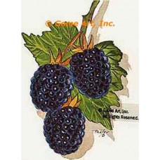Blackberries  - #TOR273  -  PRINT