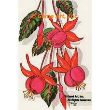 Fuchsia  - #TOR275  -  PRINT