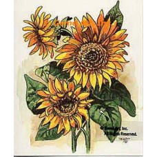 Sunflowers  - TOR277  -  PRINT