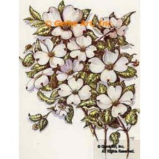 White Dogwood  - #TOR969  -  PRINT