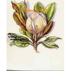 Magnolia Bud  - #TOR972  -  PRINT