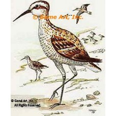 Sandpipers  - #TOR838  -  PRINT