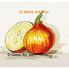 Onion Study  - #TOR546  -  PRINT