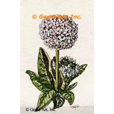 Flower  - #TOR66  -  PRINT