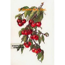 Cherries  - #TOR991  -  PRINT