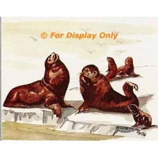 Seals  - #TORT808  -  PRINT