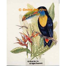 Tucan  - #TOR5035  -  PRINT