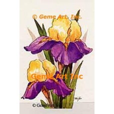 Yellow Purple Iris  - TOR5061  -  PRINT