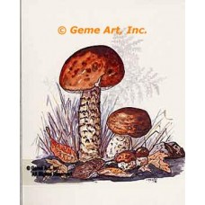 Mushrooms & Autumn Leaves  - #TOR5080  -  PRINT