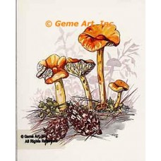 Mushrooms & Pinecones  - #TOR5081  -  PRINT