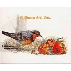 Varied Thrush  - #TOR5145  -  PRINT