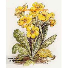 Primrose  - #TOR5166  -  PRINT
