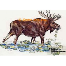 Moose  - #TOR5169  -  PRINT