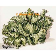 Lettuce  - #TOR5181  -  PRINT