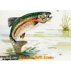 Rainbow Trout  - TOR5189  -  PRINT