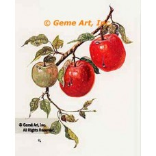 Apples  - #TOR5233  -  PRINT