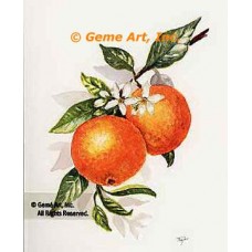 Oranges  - #TOR5254  -  PRINT