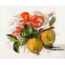 Quince  - #TOR5257  -  PRINT