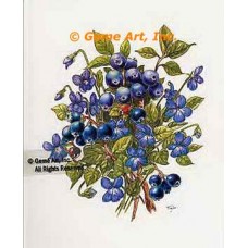 Blueberries & Violets  - #TOR5260  -  PRINT