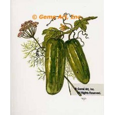 Cucumbers & Dill  - #TOR5262  -  PRINT