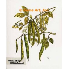 Stringbeans  - #TOR5263  -  PRINT