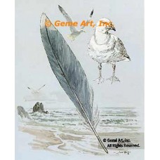 Seagull Feather  - #TOR5280  -  PRINT