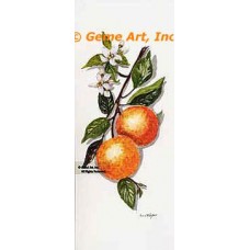 Oranges  - #TOR5287  -  PRINT