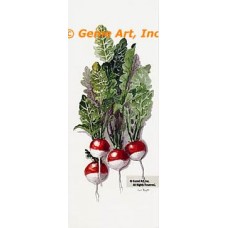 Radishes  - #TOR5290  -  PRINT