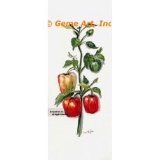 Red Pepper Plant  - #TOR5291  -  PRINT