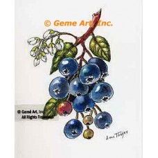 Blueberry Branch  - #TOR5345  -  PRINT