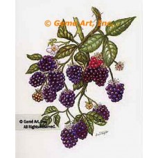 Blackberries  - #TOR5348  -  PRINT