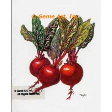Beets  - #TOR5359  -  PRINT