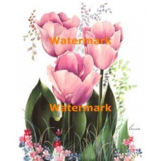 Tulips  - #XM415  -  PRINT