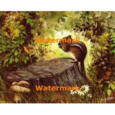 Chipmunk  - XBAN308  -  PRINT