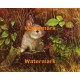 Rabbit  - XBAN309  -  PRINT