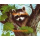 1.  Raccoon  - #XBAN310  -  PRINT