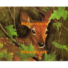 Deer  - XBAN311  -  PRINT